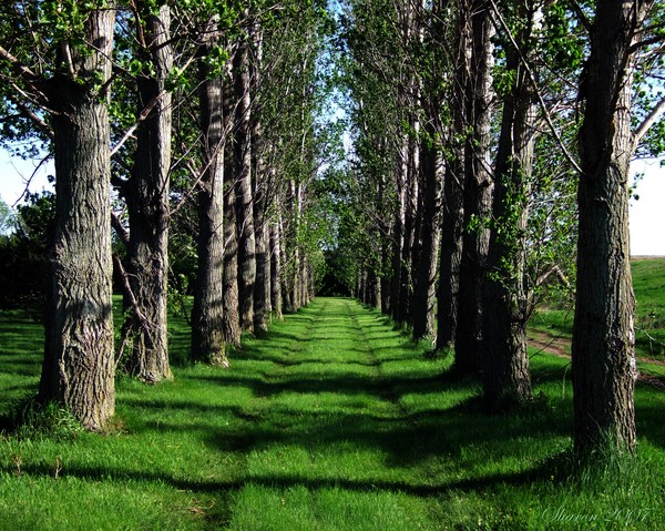 Grove Path