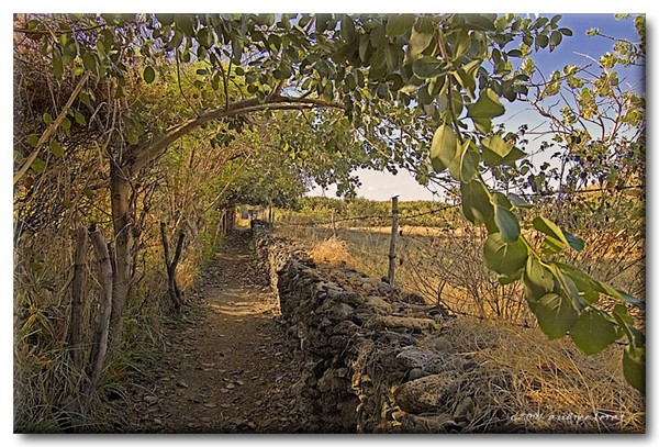 The Trail