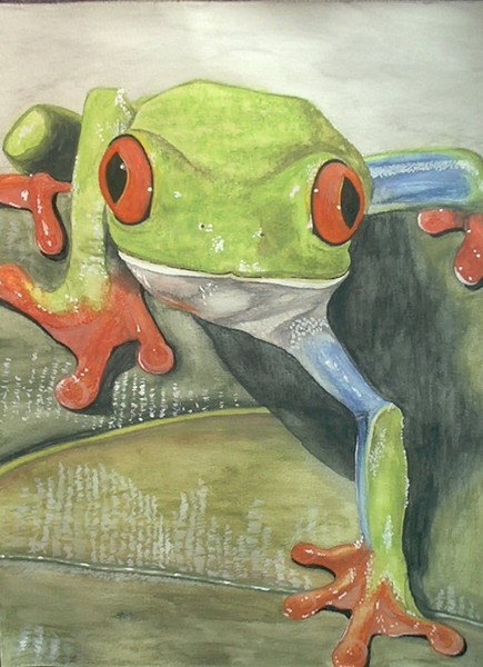 Red Eyed Tree Frog