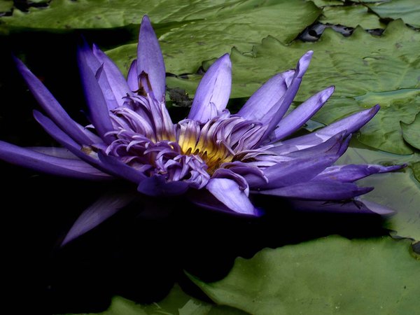 Dying Lily