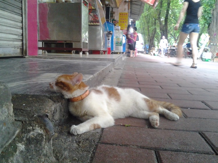A Street Sleeper