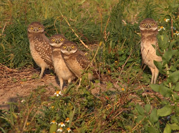 The Spotted Owl's