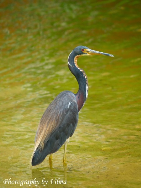 Crane
