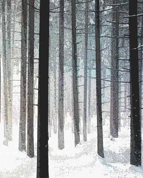 Woodlot In Winter