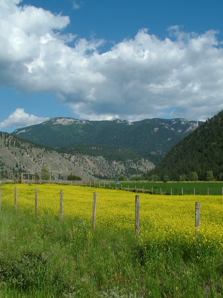Canola Field