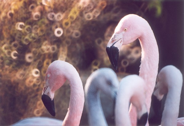Flamingoes