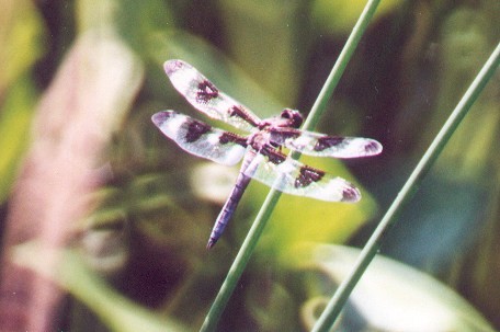 Twelve-spotted Skimmer