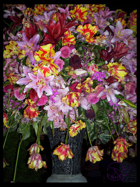 Star Lilies