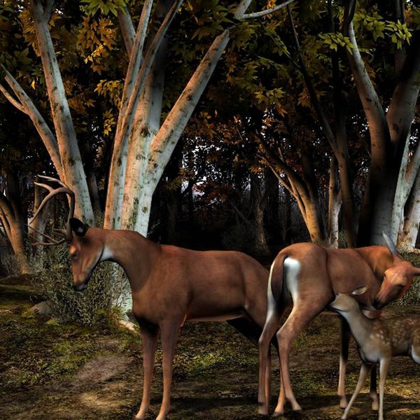 Deer family