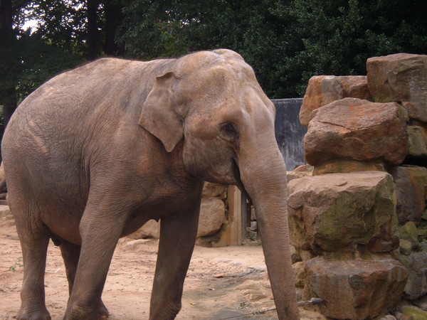 Elephant