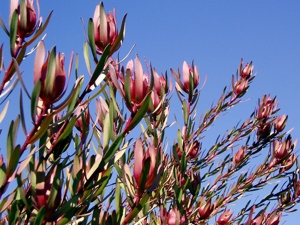 Red Blooms Against Blue Sky