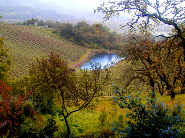 A Vineyard in Cloverdale