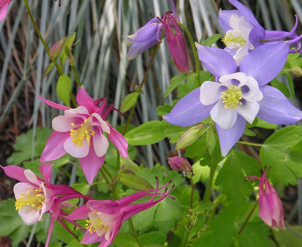 purple and pink