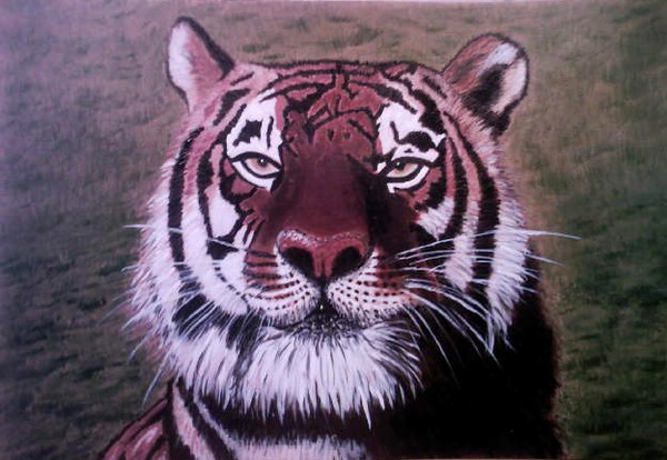 Bengal Tiger