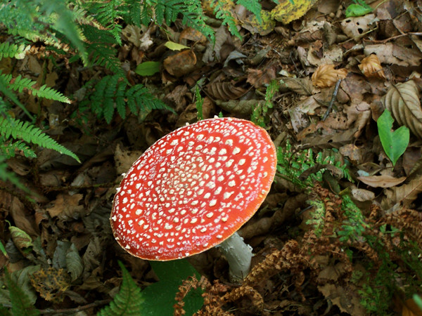 Autumn Signs