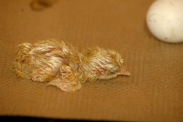 Just Let Me Sleep Chick