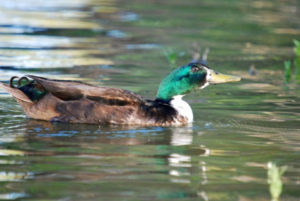 Mallard