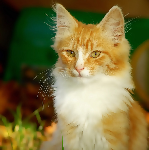 Here Kitty