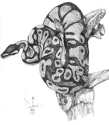 Ball Python