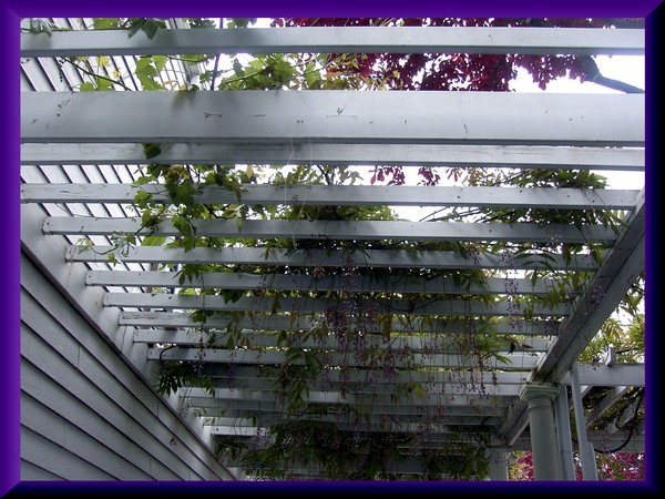 Wisteria