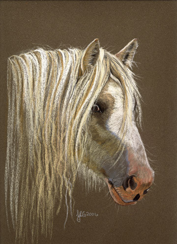 Clononeen Romeo, a Gypsy Cob