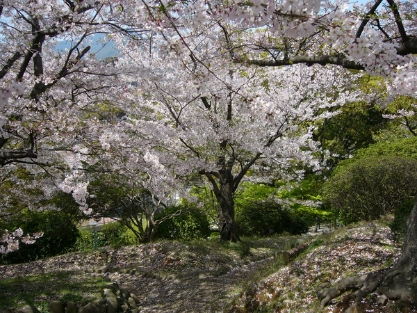 Cherry Blossom in Japan