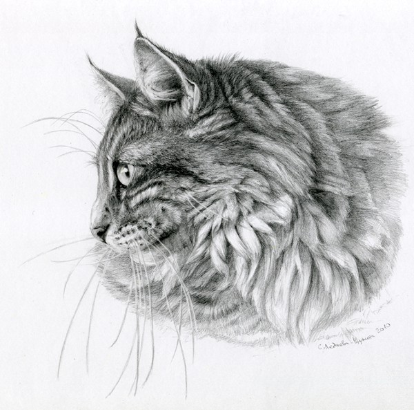 Norwegian Forest Cat