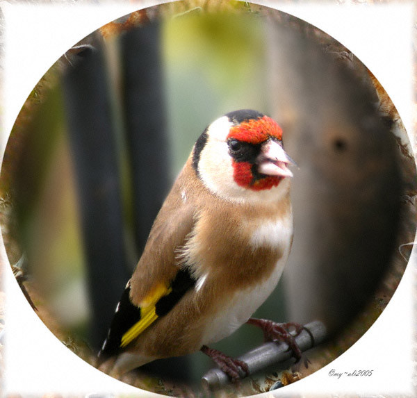 Goldfinch