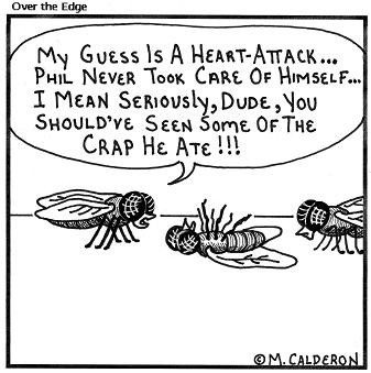 Flies2