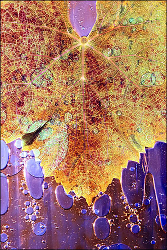 Teroldego - Universe of the Leaf