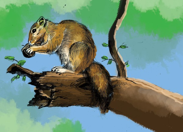 squirel and tree