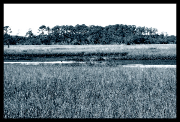 marsh