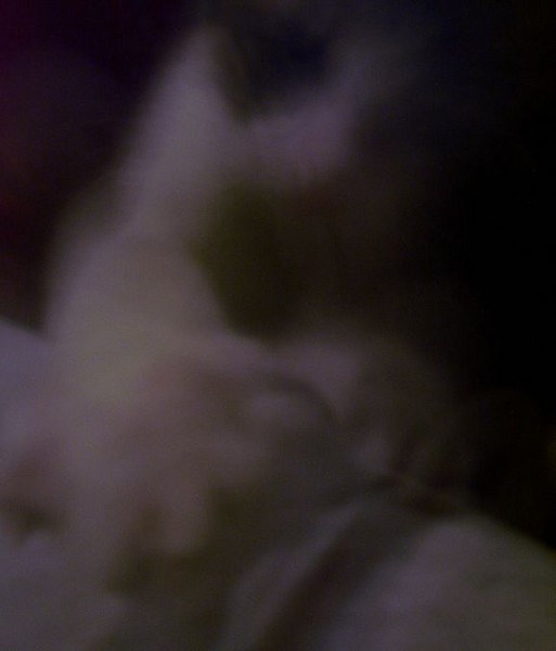the pounce