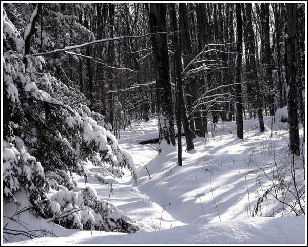 Snow, Shadows, And Trees