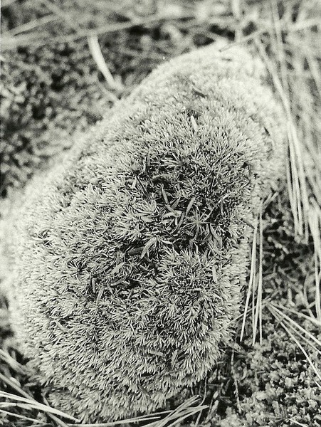 Moss Covered Rock