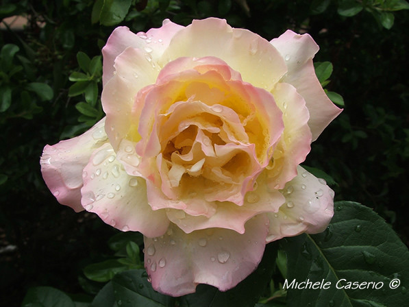 Rosa sotto la pioggia
