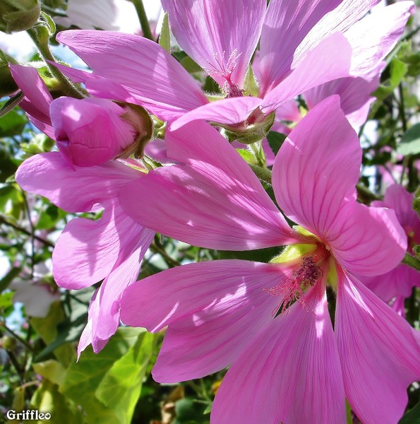 LAVATERA