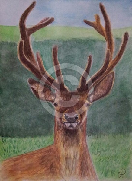 Red deer (Cervus elaphus L.)