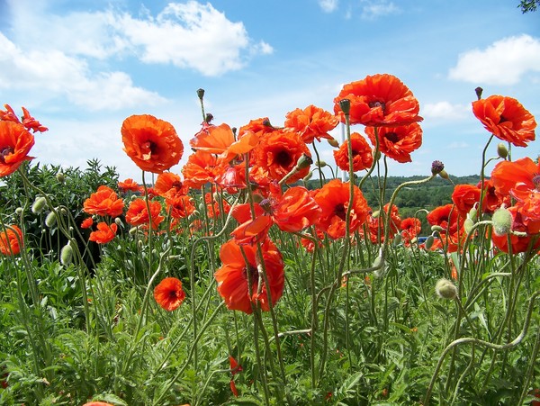 Poppies
