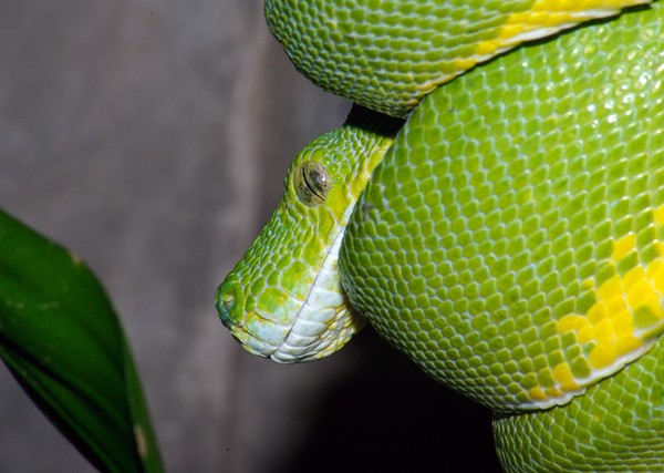 Green Tree Python.