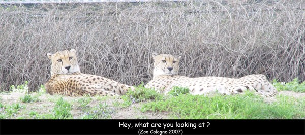Cheetas