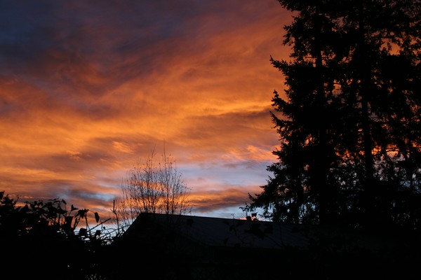 Backyard Sunrise