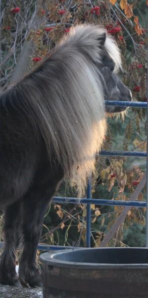 Little Horse Dreams