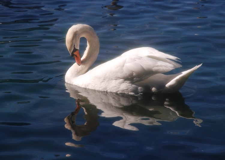 Mute Swan of Peace