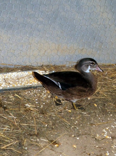 Little Ducky