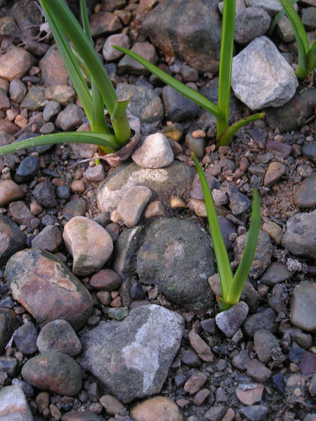 New Growth