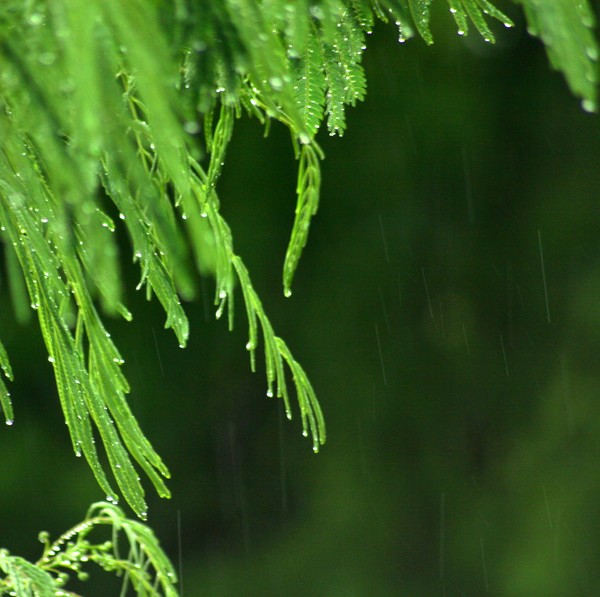 Rainfall