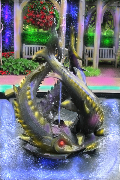Two Giant Carp Battling in Pond