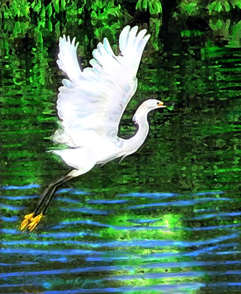 SNOWY EGRET PAINTING IN FLORIDA