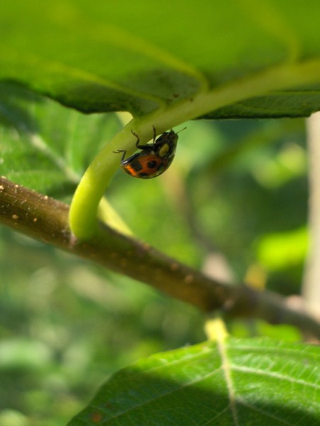 Got the ladybug....Bug!